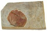 Fossil Leaf (Zizyphoides) - Montana #190326-1